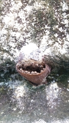 Nannotrigona testaceicornis