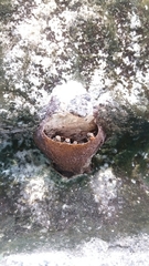 Nannotrigona testaceicornis