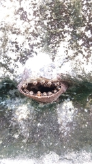 Nannotrigona testaceicornis