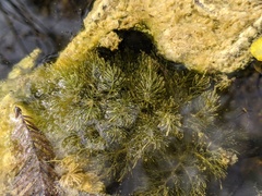 Utricularia foliosa image