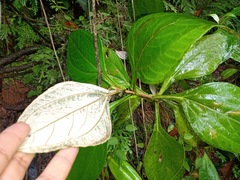 Sinclairia sericolepis