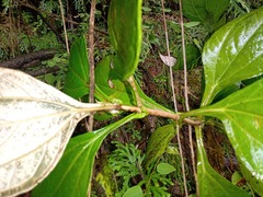 Sinclairia sericolepis