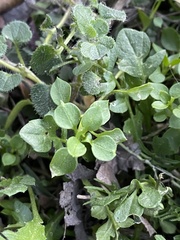 Stellaria media