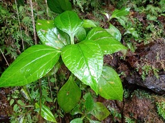 Sinclairia sericolepis