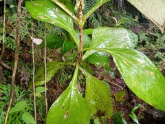 Sinclairia sericolepis