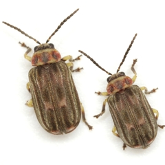 Brucita marmorata