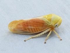 Oncopsis citrella