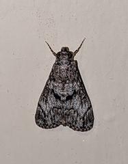 Pyraloidea