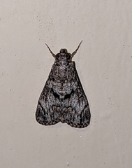 Pyraloidea