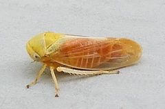 Oncopsis citrella