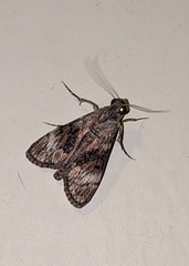 Pyraloidea