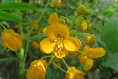 Senna stipulacea