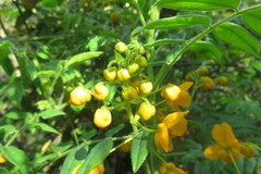Senna stipulacea