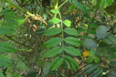 Senna stipulacea