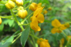 Senna stipulacea