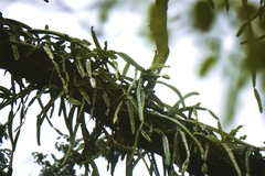 Selenicereus costaricensis