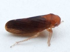 Oncopsis sobria
