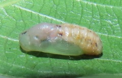 Pseudonacaduba sichela sichela