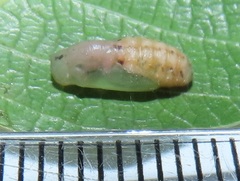 Pseudonacaduba sichela sichela