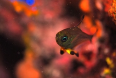 Pempheris multiradiata