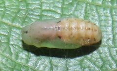 Pseudonacaduba sichela sichela