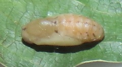 Pseudonacaduba sichela sichela