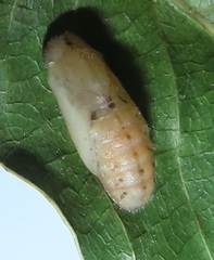 Pseudonacaduba sichela sichela