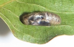 Pseudonacaduba sichela sichela