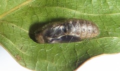 Pseudonacaduba sichela sichela