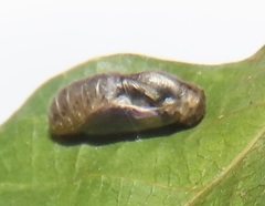 Pseudonacaduba sichela sichela