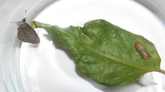 Pseudonacaduba sichela sichela