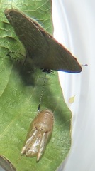 Pseudonacaduba sichela sichela