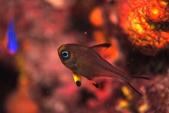 Pempheris multiradiata