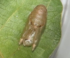 Pseudonacaduba sichela sichela