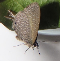 Pseudonacaduba sichela sichela