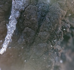 Hormiscium ericae