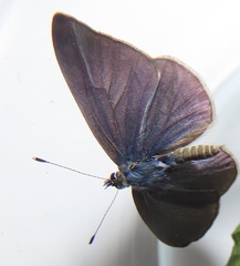 Pseudonacaduba sichela sichela