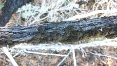 Hormiscium ericae