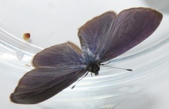 Pseudonacaduba sichela sichela