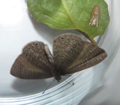 Pseudonacaduba sichela sichela