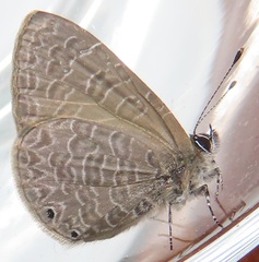 Pseudonacaduba sichela sichela