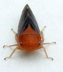 Oncopsis sobria