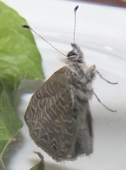 Pseudonacaduba sichela sichela