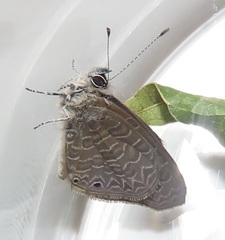 Pseudonacaduba sichela sichela