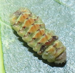 Pseudonacaduba sichela sichela