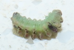 Pseudonacaduba sichela sichela