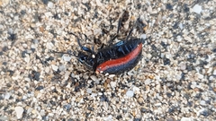 Chrysolina lucidicollis grossepunctata