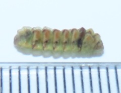 Pseudonacaduba sichela sichela