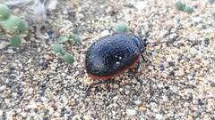 Chrysolina lucidicollis grossepunctata