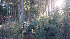 Erica australis
